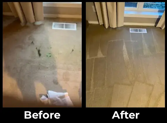 Professional Carpet Cleaning